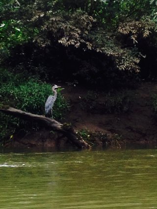 Wildlife