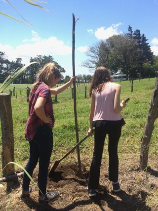 Planting trees