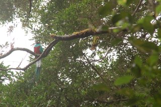 Resplendent Quetzal